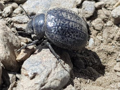 Pimelia sp.